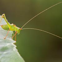 Speckled Bush Cricket 3 